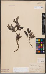 Foto von Salix aurita L. x Salix repens L.
